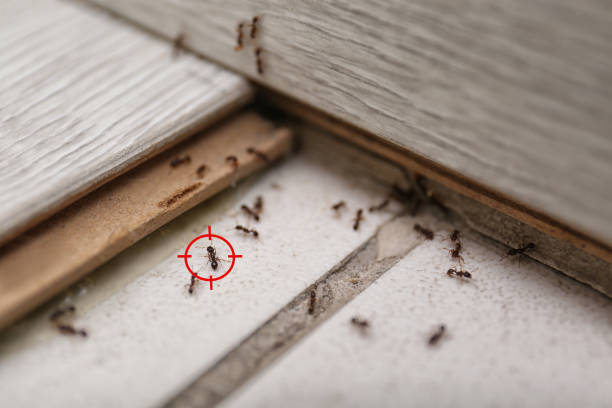 Best Best Pest Control Companies  in Princeton, MO